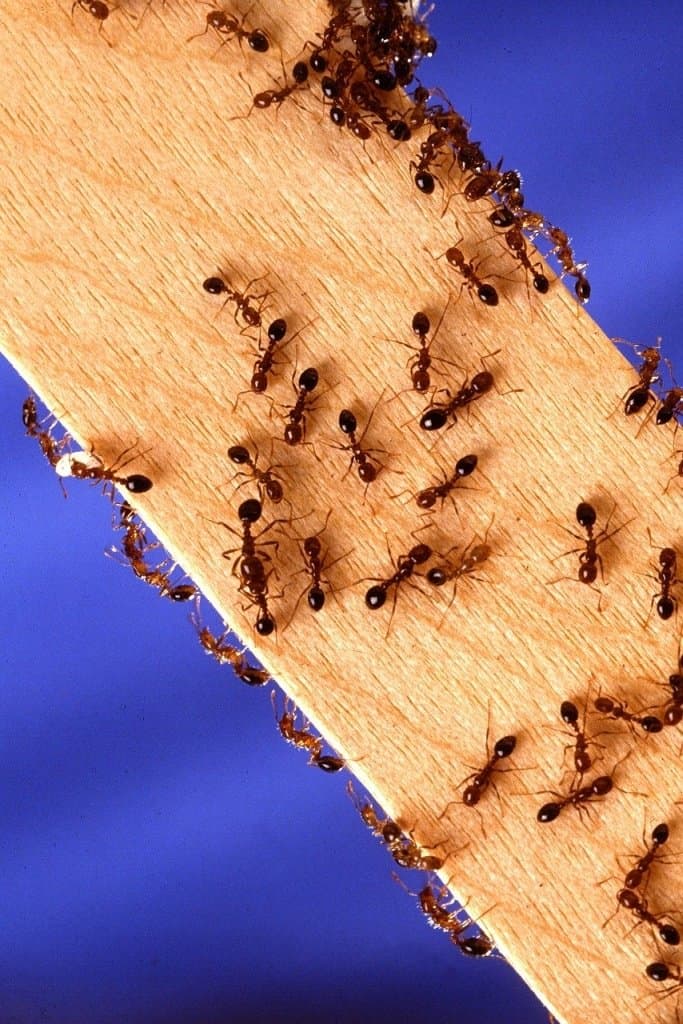 Close-up of a dangerous Fire ant on wood