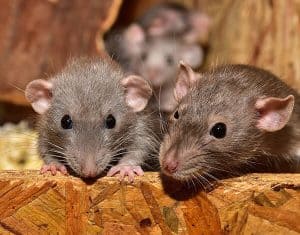 mice-rats-winter-time-pest-control