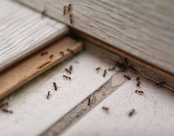 ant-pest-control