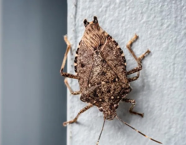 Charleston Stink bugs