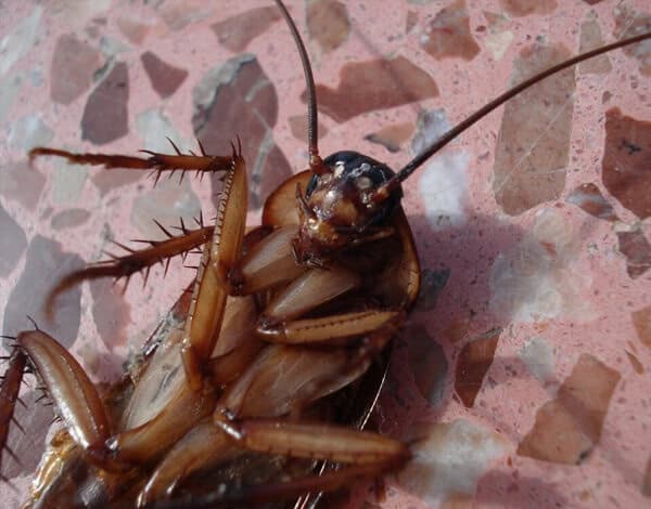 roach-control-in-charleston