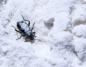 Beetle trapped in the snow