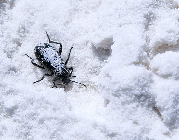 Beetle trapped in the snow