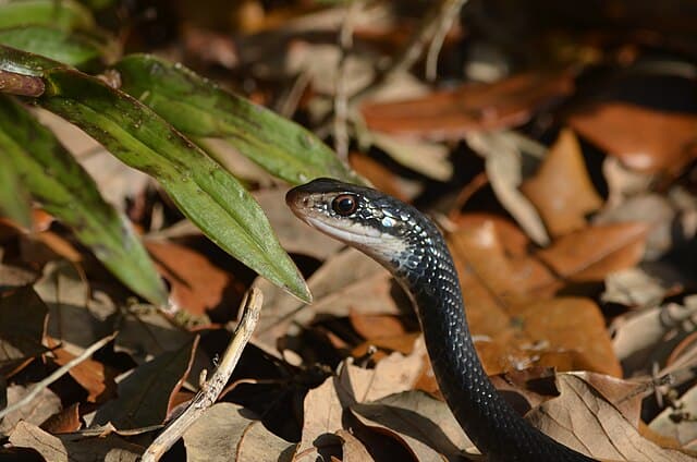 southern-black-racer