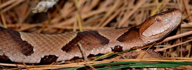 southern-copperhead-snake